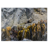 Junger Pelz Siegel auf dem Felsen Schneidebrett (Vorderseite)