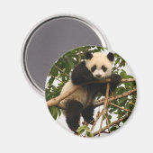 junger Riesenpanda Magnet (Vorderseite/Rückseite)