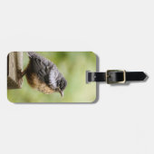 Junger Robin Gepäckanhänger (Vorderseite horizontal)