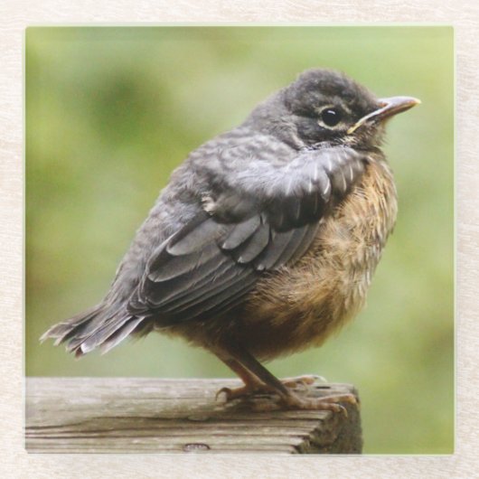 Junger Robin Glasuntersetzer (Vorderseite)