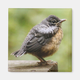 Junger Robin Magnet