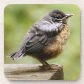 Junger Robin Untersetzer (Vorderseite)