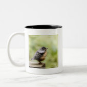 Junger Robin Zweifarbige Tasse (Links)