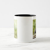 Junger Robin Zweifarbige Tasse (Mittel)