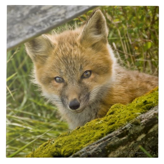 Junger roter Fox, der durch Zaun auf San Juan Fliese (Vorderseite)