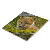 Junger roter Fox, der durch Zaun auf San Juan Fliese (Seite)