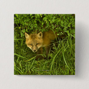 Junger roter Fox, der vom Verstecken in den Button