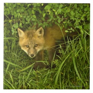 Junger roter Fox, der vom Verstecken in den Fliese