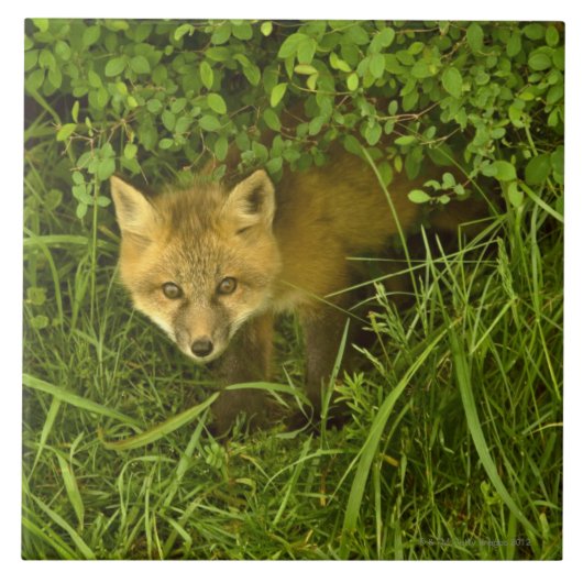 Junger roter Fox, der vom Verstecken in den Fliese (Vorderseite)