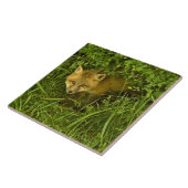 Junger roter Fox, der vom Verstecken in den Fliese (Seite)