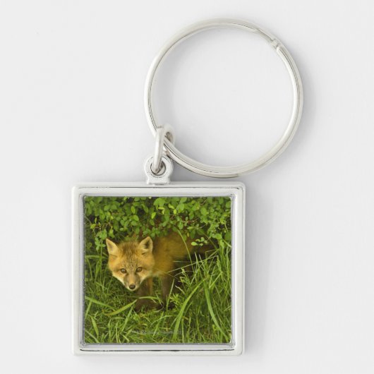 Junger roter Fox, der vom Verstecken in den Schlüsselanhänger (Vorne)