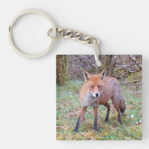 Junger Rotfuchs auf weichem moosigen Boden Natur L Schlüsselanhänger