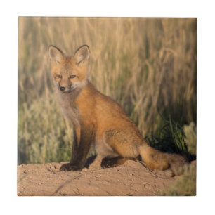 Junger Rotfuchs zur goldenen Stunde Fliese