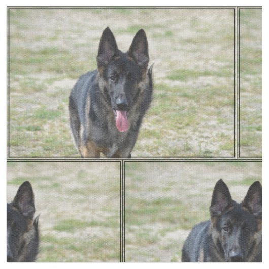 Junger Schäferhund Stoff (Nahaufnahme)