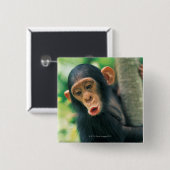 Junger Schimpanse (Pantroglodytes) Button (Vorne & Hinten)