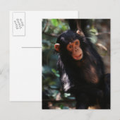 Junger Schimpanse Postkarte (Vorne/Hinten)