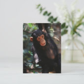 Junger Schimpanse Postkarte (Stehend Vorderseite)
