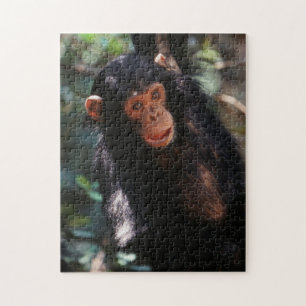 Junger Schimpanse Puzzle