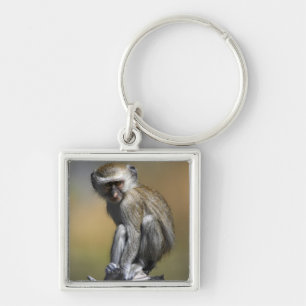 Junger Vervet Affe (Cercopithecus aethiops) herein Schlüsselanhänger