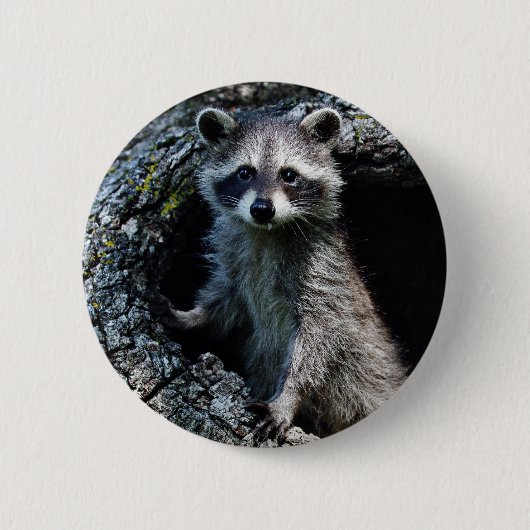 Junger Waschbär Button (Vorderseite)