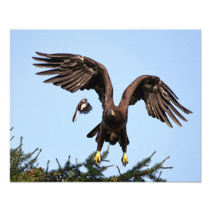Junger Weißkopfseeadler beim Abheben Fotodruck