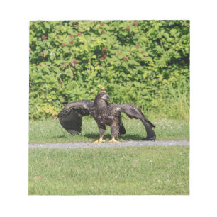 Junger Weißkopfseeadler Notizblock