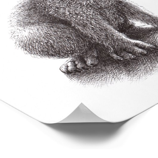 Junger Wolf heult den Mond an. Poster (Ecke)