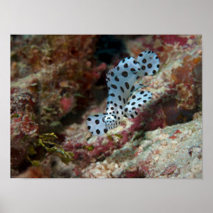 Junger Zackenbarsch - Beschäftigter Jungfisch am K Poster