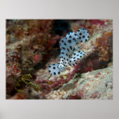 Junger Zackenbarsch - Beschäftigter Jungfisch am K Poster (Vorne)
