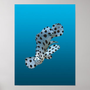 Junger Zackenbarsch - Farbverlauf blauer Hintergru Poster