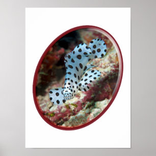 Junger Zackenbarsch - Oval-fotografisches Design v Poster