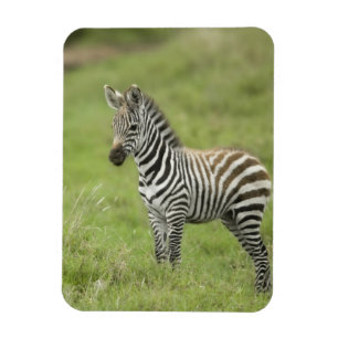 Junger Zebra im Serengeti schlicht Magnet