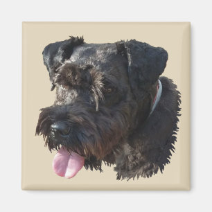 Jüngeres der Schnauzer, Magnet