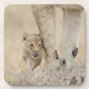Junges des Löwes (Panthera Löwe), das durch Getränkeuntersetzer