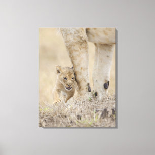 Junges des Löwes (Panthera Löwe), das durch Leinwanddruck