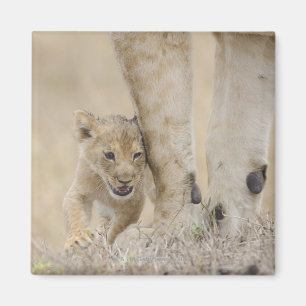 Junges des Löwes (Panthera Löwe), das durch Magnet