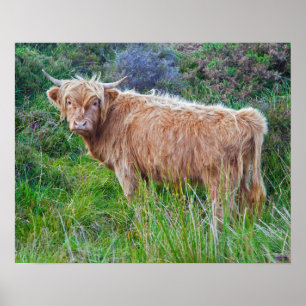 Junges Highland-Rind-Druckmuster Poster