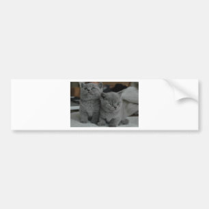 junges Kätzchen Haustier schnurren miauen Kitty sü Autoaufkleber