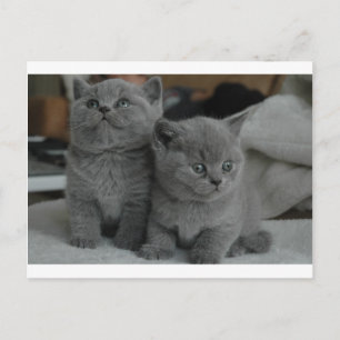 junges Kätzchen Haustier schnurren miauen Kitty sü Postkarte