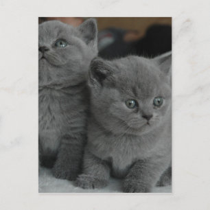 junges Kätzchen Haustier schnurren miauen Kitty sü Postkarte