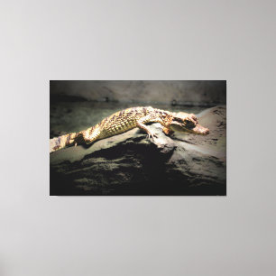 Junges Krokodil auf einem Felsen Leinwanddruck