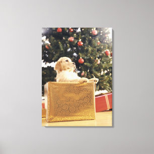 Junges Labrador, das auf einem Weihnachtsgeschenk Leinwanddruck
