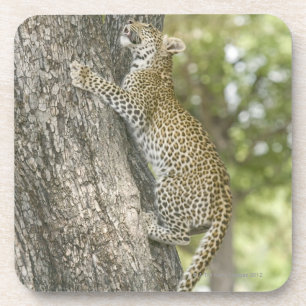 Junges männliches Klettern des Leoparden (Panther Getränkeuntersetzer