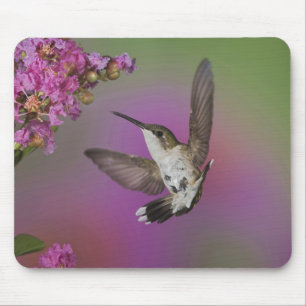 Junges männliches Rubinkehlkolibri Mousepad