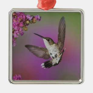 Junges männliches Rubinkehlkolibri Silbernes Ornament