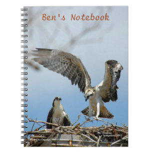 Junges Ospreys-Falken Bens Notizbuch Notizblock