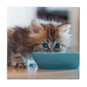 Junges persisches Kätzchen Fliese