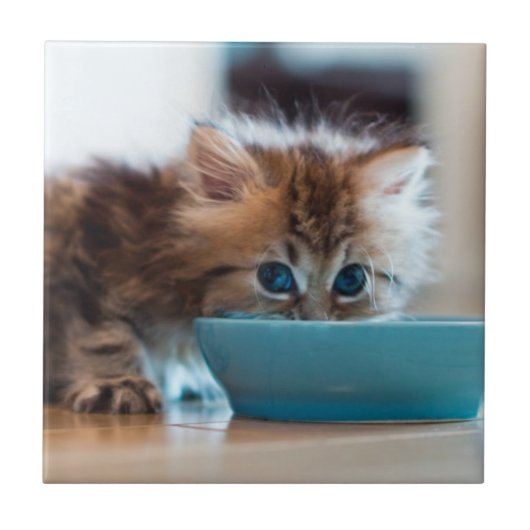 Junges persisches Kätzchen Fliese (Vorderseite)