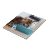 Junges persisches Kätzchen Fliese (Seite)