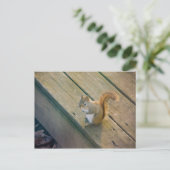 Junges rotes Eichhörnchen / junges Rotes Eichhörnc Postkarte (Stehend Vorderseite)